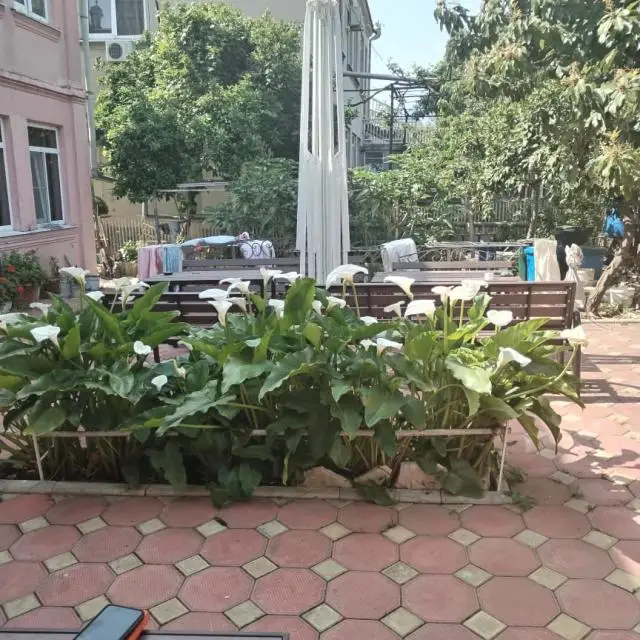 Реальные фото Зеленый дворик