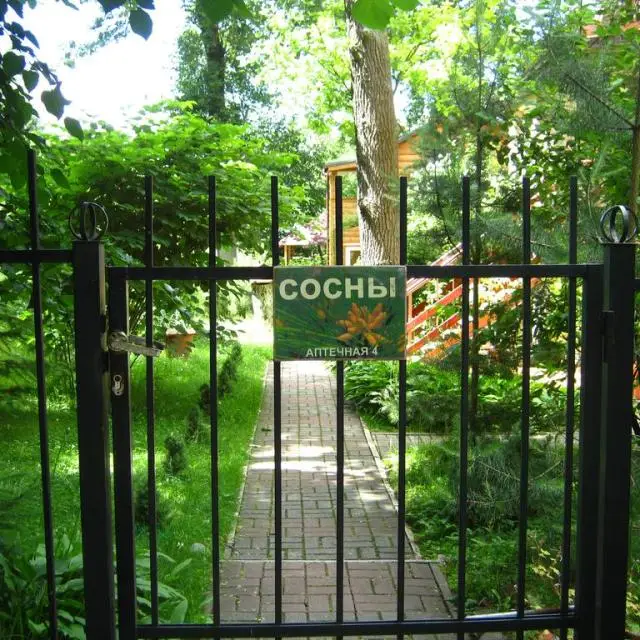 Реальные фото Сосны