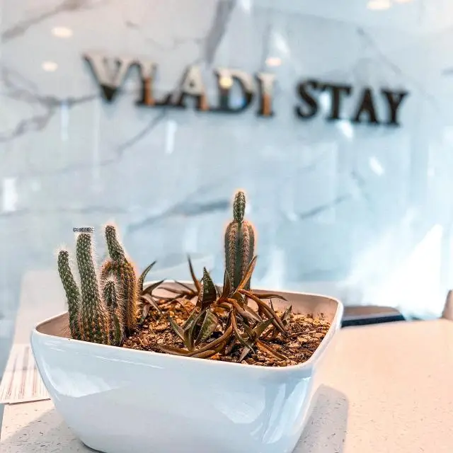 Реальные фото VLADI STAY (ВЛАДИ СТЕЙ)
